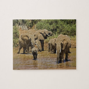 Afrikanska elefanter, Loxodonta Africana, Samburu Pussel