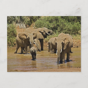 Afrikanska elefanter, Loxodonta Africana, Samburu Vykort