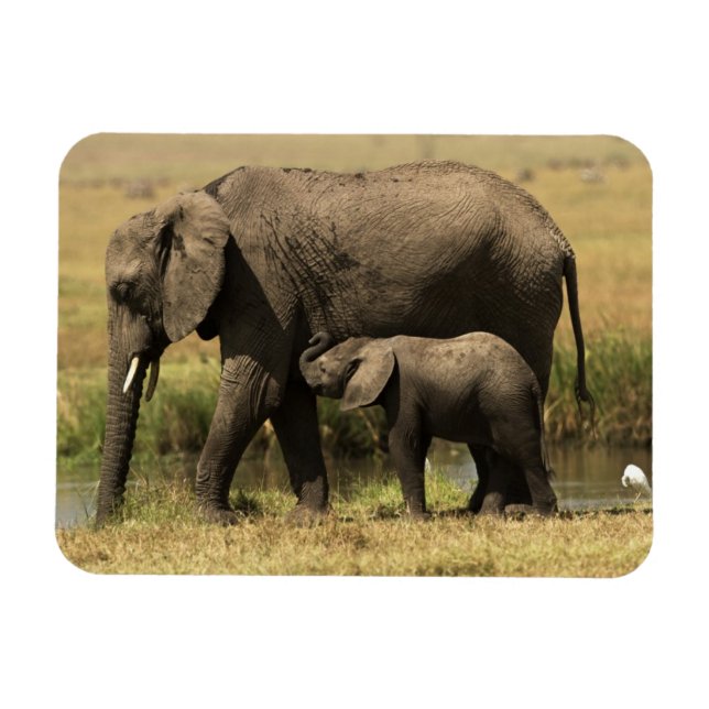 Afrikanska elefanter magnet (Horisontell)
