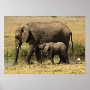 Afrikanska elefanter poster