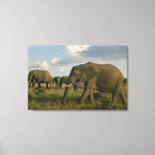 Afrikanska elefanter som betar, Loxodonta africana Canvastryck