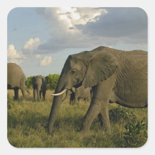 Afrikanska elefanter som betar, Loxodonta africana Fyrkantigt Klistermärke