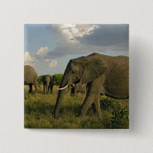 Afrikanska elefanter som betar, Loxodonta africana Knapp