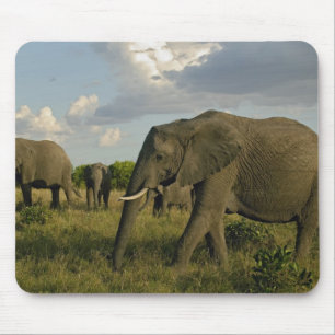 Afrikanska elefanter som betar, Loxodonta africana Musmatta