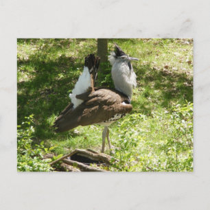 Afrikanska fåglar: Kori Bustard Vykort