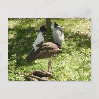 Afrikanska fåglar: Kori Bustard Vykort