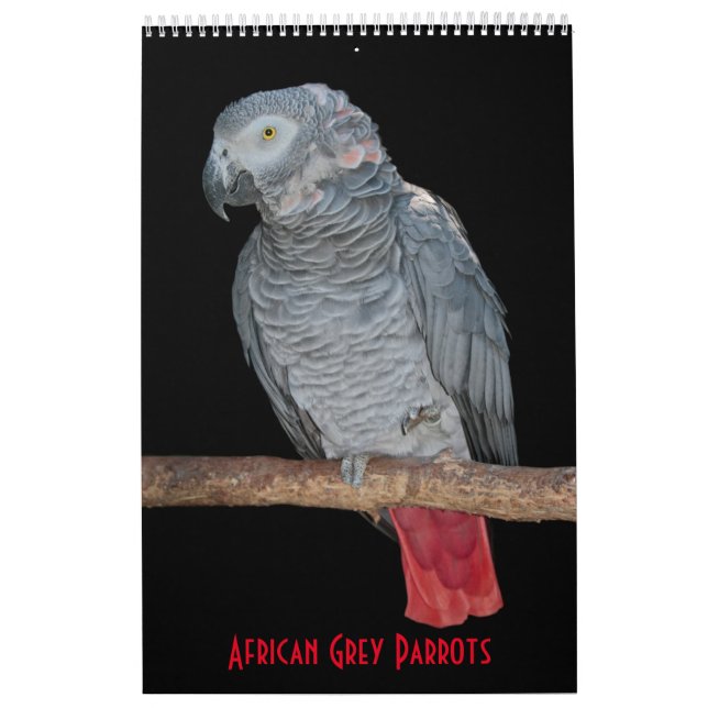 Afrikanska Grå Papegojor Kalender (Omslag)