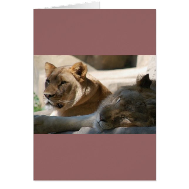 Afrikanska Lejon Hälsningskort (Framsidan)