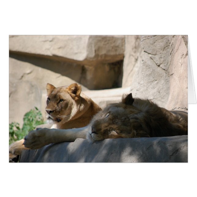 Afrikanska Lejon Hälsningskort (Framsidan Horizontal)