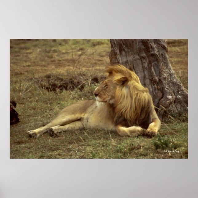 AFRIKANSKA LEJONA FÄRG POSTER & CANVASSES FOTO (Framsidan)