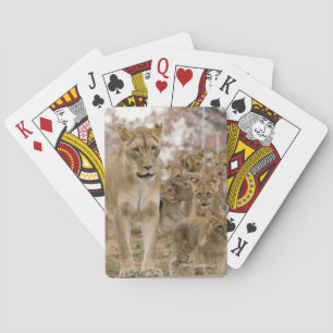 Afrikanska lejona ungar med modern casinokort