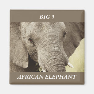 Afrikanska magneter för elefantdjurlivsafari