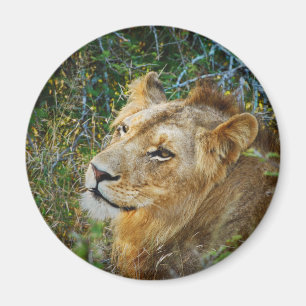 Afrikanska male lejona kylmagneter magnet
