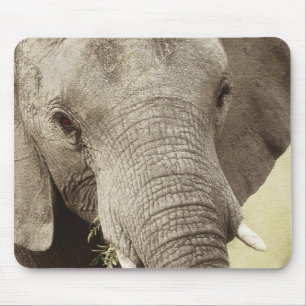 Afrikanska mousepads för elefantdjurlivsafari musmatta