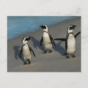 Afrikanska Penguiner Spheniscus Demersus Vykort