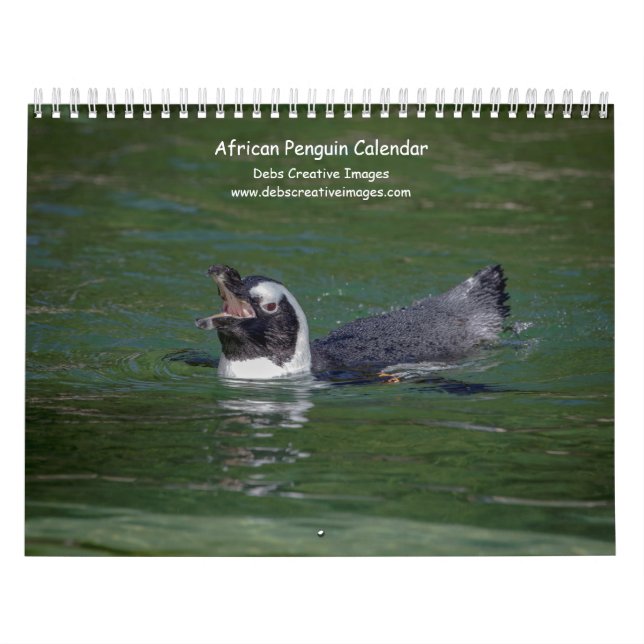 Afrikanska pingviner 2026 kalender (Omslag)