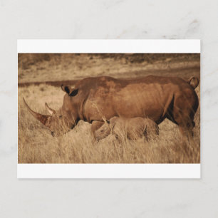 Afrikanska Rhino mamma och baby Vykort