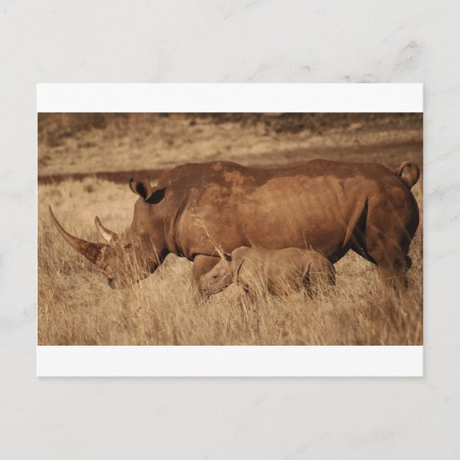 Afrikanska Rhino mamma och baby Vykort (Framsida)