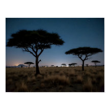 Afrikanska savannens akacieträd stjärnor nattlands