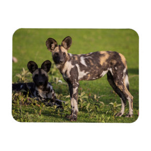 Afrikanska vildhundar i Tanzania Magnet