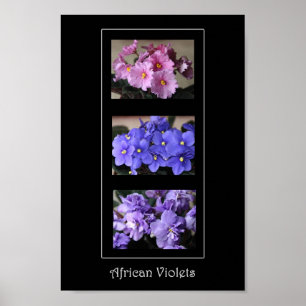 Afrikanska Violets Poster
