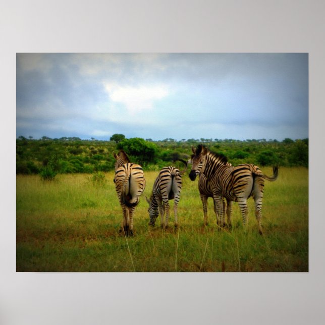 Afrikanska Zebröder i naturförhållanden Poster (Framsidan)