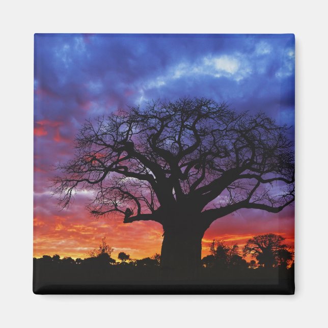 Afrikanskt baobabträd, Adansonia digitata, 2 Magnet (Framsidan)