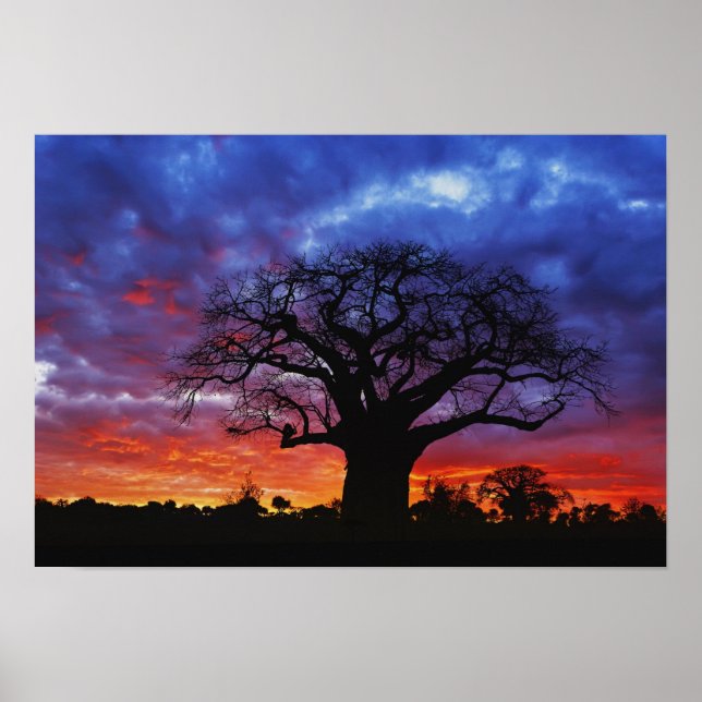 Afrikanskt baobabträd, Adansonia digitata, 2 Poster (Framsidan)