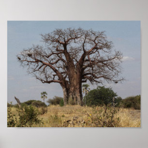 Afrikanskt Baobabträd Poster