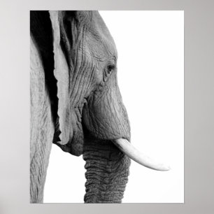 Afrikanskt djurt foto för svartvit elefantvild poster