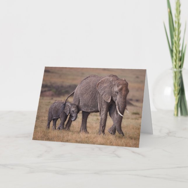 Afrikanskt elefant med Baby Kort (Framsida)