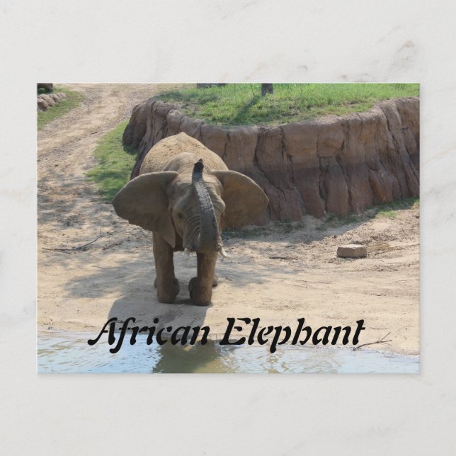 Afrikanskt elefant nr 6 vykort (Framsida)