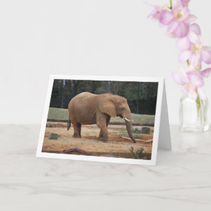 Afrikanskt elefant Porträtt Kort