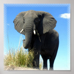 Afrikanskt elefant poster