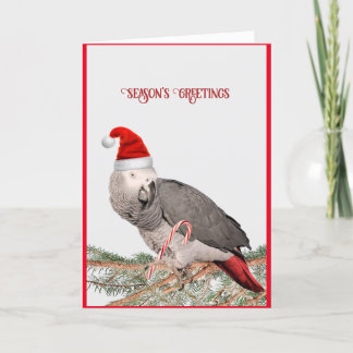 Afrikanskt Grått Parrot-Helgdag Helgkort