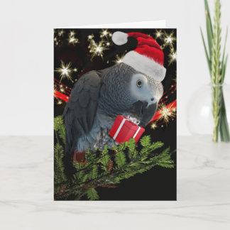 Afrikanskt Grått Parrot-Helgdag Kort