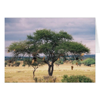 Afrikanskt korvträd OBS kort