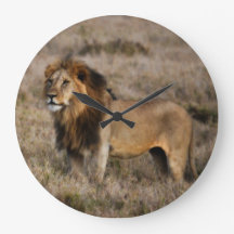 Afrikanskt lejont i gräs