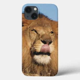 Afrikanskt lejont (pantheraen Leo), afrikansk