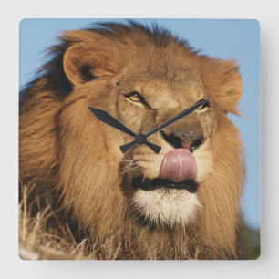 Afrikanskt lejont (pantheraen Leo), afrikansk Fyrkantig Klocka
