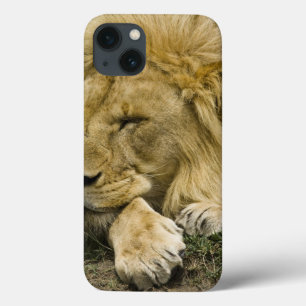 Afrikanskt lejont, pantheraen leo som lägger