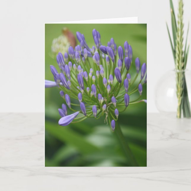 Afrikanskt Lily Card Tack Kort (Framsida)