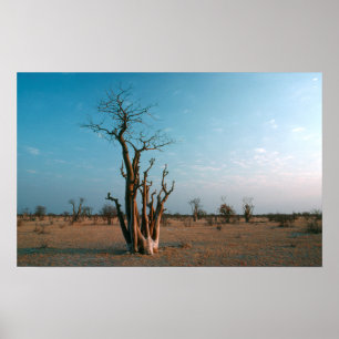 Afrikanskt Moringo-träd på slätten, Etosha Nationa Poster