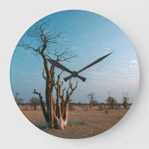Afrikanskt Moringo-träd på slätten, Etosha Nationa Stor Klocka