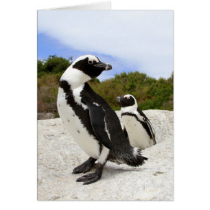 Afrikanskt penguinkort hälsningskort