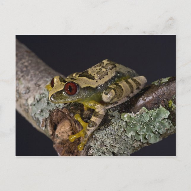 Afrikanskt rött öga Treefrog, Leptopelis Vykort (Framsida)