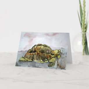 Afrikanskt tortoise landsköldpaddsgrönt kort