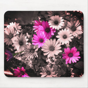 Afrikas Daisy Flower Art Musmatta