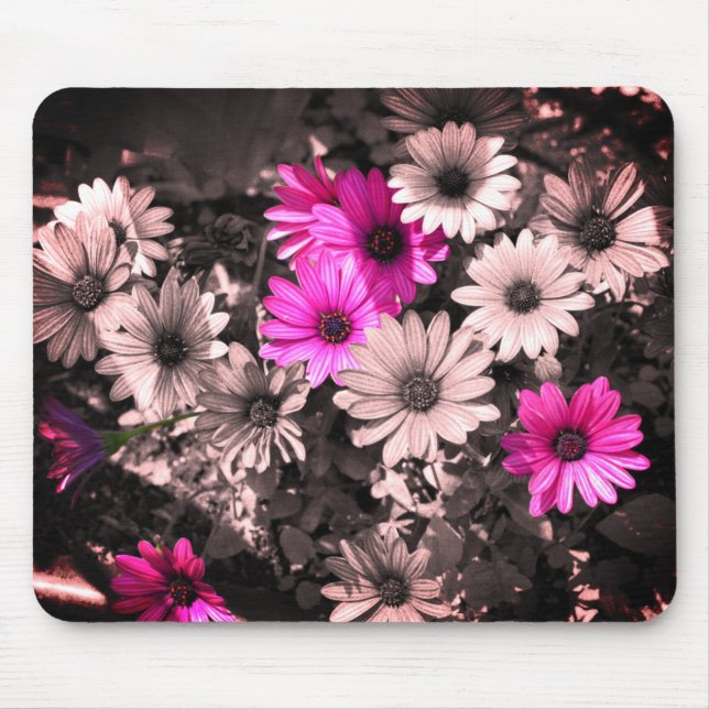 Afrikas Daisy Flower Art Musmatta (Framsidan)