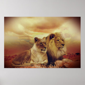 Afrikas Lejona och leonösa Poster